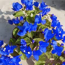 Blue Bougainvillea Flower Seeds for Planting – Heirloom, Non-GMO, High Germination Organic Garden Seeds
