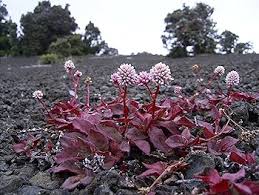 Polygonum Capitatum Flower Seeds for Planting – Heirloom, Non-GMO, High Germination Organic Garden Seeds