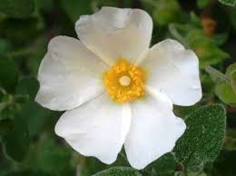Salviifolius Flower Seeds for Planting - Heirloom, Non-GMO, High Germination Organic Garden Seeds