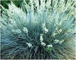 Clumping Fescue Flower Seeds for Planting Heirloom Non-GMO High Germination Organic Garden Seeds