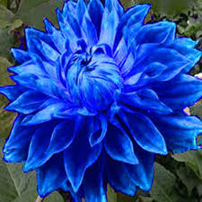 Blue Dahlia Flower Seeds – Non-GMO, High Germination Heirloom Organic Garden Seeds