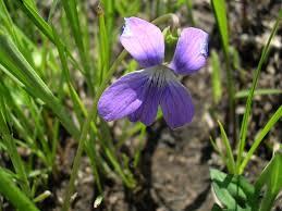Prairie Viola Flower Seeds for Planting – Drought Tolerant, Heirloom, Non-GMO, High Germination