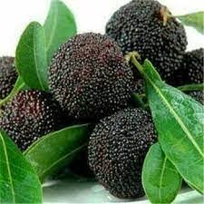 Dark Brown Arbutus Fruit Seeds for Planting heirloom non-gmo home garden seeds