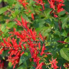 Pineapple Sage Flower Seeds for Planting – Heirloom, Non-GMO, High Germination Garden Seeds