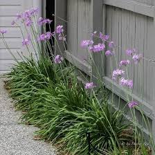 Heirloom Tulbaghia Flower Seeds – Non-GMO, High Germination Organic Garden Seeds