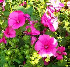 Pink Trimestris Flower Seeds for Planting – Wildflower Mix, Heirloom, Non-GMO, High Germination Organic Garden Seeds