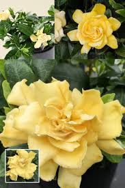 Gardenia Jasminoides Flower Seeds for Planting – Vibrant Colors Heirloom Non-GMO Organic Garden Seeds