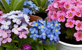 Myosotis Alpestris Flower Seeds – Heirloom Non-GMO Wildflower Organic Garden Seeds
