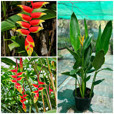 Heliconia Flower Seeds for Planting – Heirloom, Non-GMO, Perfect for Borders Organic Garden Seeds