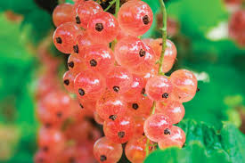 Fruit Seeds,Garden seeds, Seeds For Planting,Plant Seeds