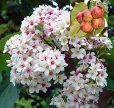Aleurites Flower seeds for Planting – Long Bloom Season, Heirloom & GMO Free Seeds for Home Garden, High Germination