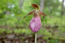 Rose Flower Seeds for Planting, Light Pink – Low Maintenance, Heirloom, Non-GMO & High Germination Organic Garden Seeds