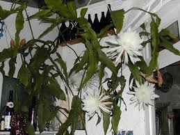 White Epiphyllum Oxypetalum Flower Seeds for Planting – Heirloom, Non-GMO, Organic Garden Seeds