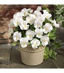 Viola Alba Flower Seeds for Planting – Heirloom, Non-GMO, High Germination Wildflower Mix