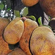 Fruit Seeds,Garden seeds, Seeds For Planting,Plant Seeds