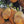 Fruit Seeds,Garden seeds, Seeds For Planting,Plant Seeds