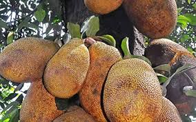 Fruit Seeds,Garden seeds, Seeds For Planting,Plant Seeds
