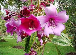 Meriania Nobilis Flower Seeds for Planting – Garden Favorite, Heirloom, Non-GMO, Organic Garden Seeds