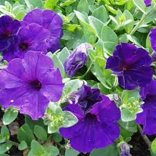 Flower Seeds, Seeds,Seeds For Planting,Plant Seeds