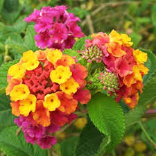 Lantana Camara Flower Seeds for Planting – Cut Flower Favorite, Heirloom, Non-GMO, High Germination