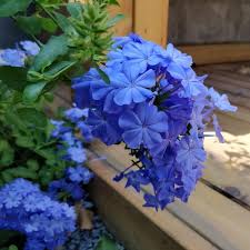 Heirloom Plumbago Flower seeds for Planting - Cut Flower Favorite, Heirloom & GMO Free Seeds for Home Garden, 100 pcs