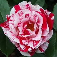 Osiria Rose Flower Seeds for Planting – Compact Growth, Heirloom, Non-GMO & High Germination Seeds