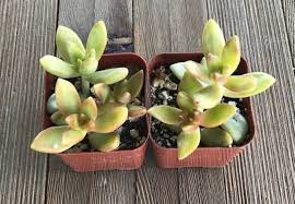 Sedum Flower Seeds for Planting – Long Bloom Season, Heirloom & Non-GMO Seeds