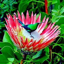 Protea Cynaroides Flower Seeds for Planting – Bright Blooms Heirloom Non-GMO Seeds