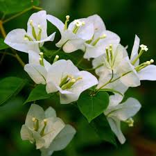 White Bougainvillea Seeds for Planting – Heirloom, Non-GMO, Fragrant Organic Garden