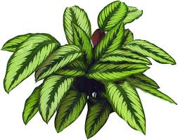 Futaba Calathea Foliage Flower Seeds for Planting – Heirloom, Non-GMO, High Germination Organic Garden Seeds