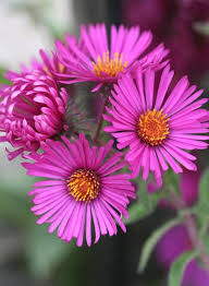 Climbing Aster Flower Seeds for Planting – Sun Loving, Heirloom, Non-GMO, High Germination