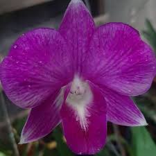 Pink Dendrobium Flower Seeds for Planting – Heirloom, Non-GMO, Premium Organic Garden Seeds