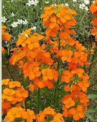 Heirloom Wallflower Seeds for Planting – Non-GMO, High Germination, Organic Garden Seeds