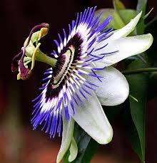 Blue Passion Flower Seeds – Non-GMO, High Germination Heirloom Organic Garden Seeds