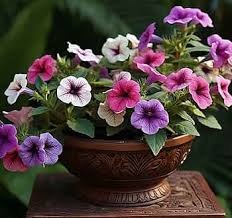 Heirloom Calibrachoa Flower Seeds for Planting – Non-GMO, High Germination Garden Seeds