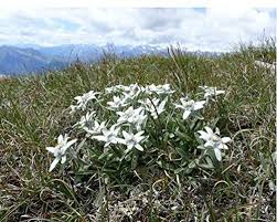Heirloom Edelweiss Flower Seeds – Non-GMO, High Germination Organic Garden Seeds