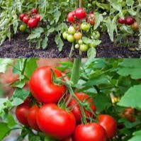 Fruit Seeds,Garden seeds, Seeds For Planting,Plant Seeds