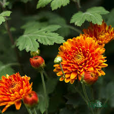 Orange Red Chrysanthemum Flower Seeds – Heirloom, Non-GMO, High Germination Seeds for Planting Fall Gardens