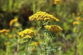 Heirloom Tansy Flower Seeds for Planting | Non-GMO, High Germination, Organic Garden Seeds