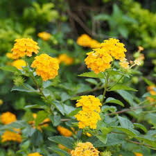 Verbena Yellow Flower Seeds for Planting | Heirloom Non-GMO Organic Garden Seeds, High Germination
