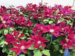 Clematis Hybrida Climbing Flower Seeds – Heirloom, Non-GMO, Compact Growth Organic Garden Seeds for Planting