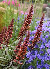 Isabelliana Flower Seeds for Planting – Colorful Display, Heirloom, Non-GMO, High Germination Garden Seeds