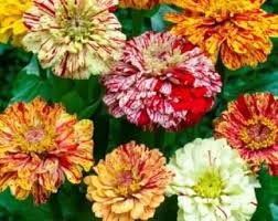 Elegans Peppermint Flower Seeds for Planting – Garden Favorite Heirloom Non-GMO High Germination Organic Garden Seeds