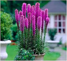 Blazing Flower Seeds for Planting – Colorful Display Heirloom Non-GMO Organic Garden Seeds
