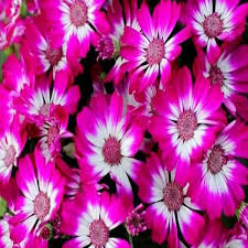 Pink Cineraria Flower Seeds for Planting – Heirloom, Non-GMO, High Germination Cut Flower Favorite