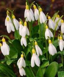 White Galanthus Flower Seeds for Planting – Heirloom, Non-GMO, Garden Favorite Seeds