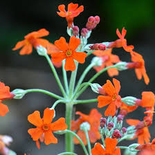 Cockburniana Flower Seeds for Planting | Heirloom Non-GMO Organic Garden Seeds, High Germination