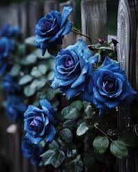 Dark Blue Rose Flower Seeds for Planting – Heirloom, Non-GMO, Hardy Organic Garden Seeds