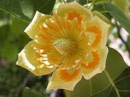 Tulpenbaum Flower Seeds for Planting – Heirloom, Non-GMO, Sun Loving, High Germination Organic Garden Seeds