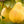 Fruit Seeds,Garden seeds, Seeds For Planting,Plant Seeds